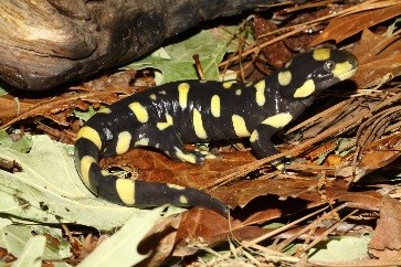 Adult tiger salamander found at Pantex