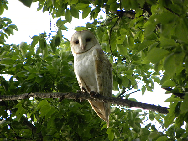 Photo:  We don't normally see these owls in trees, but our presence awoke this Barn Owl from its daytime sleep at the USDOE/NNSA Pantex Plant.