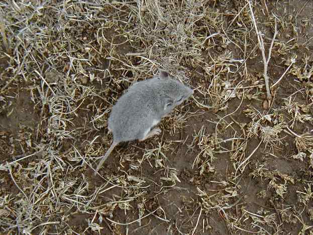 A northern grasshopper mouse at Pantex.