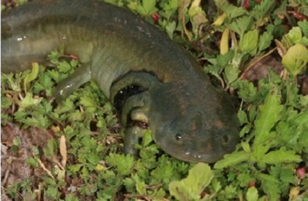 An adult of the neotenic form of the barred tiger salamander. Photo courtesy Richard T. Kazmaier