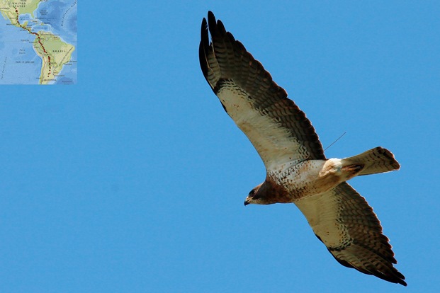  A PTT-marked Swainson's hawk captured on camera north of Panhandle, TX