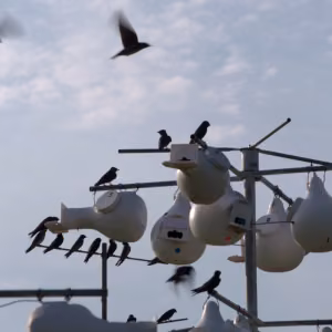 The purple martin is one migratory bird species Pantex biologist Jim Ray researches.